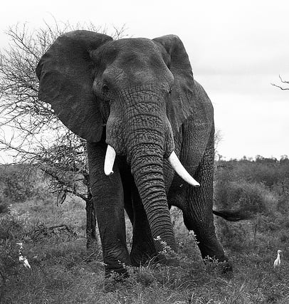 elephant Training to be Like the Elephant