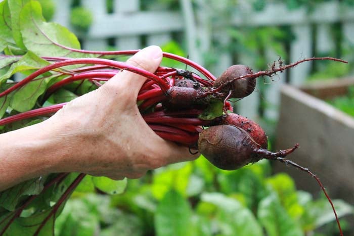 SF_Beets