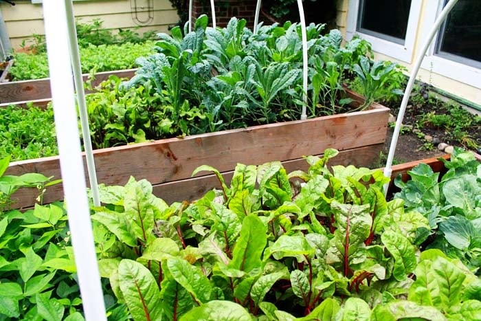 suburban farming