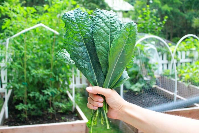 SF_Kale