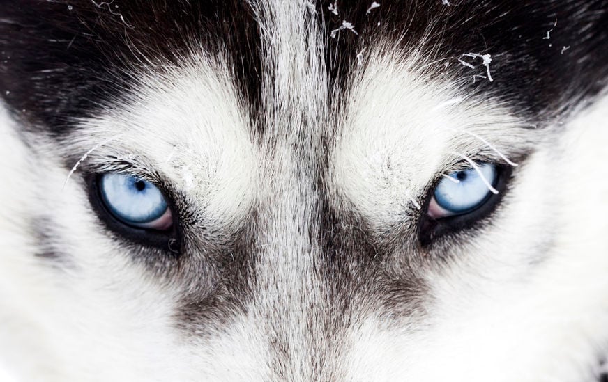36433440 - close up on blue eyes of a husky dog